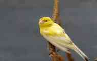 Choroby na canary