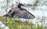 Čierny heron
