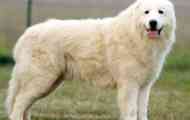 Maremma abruzza shepherd: popis a fotografia plemena maremmo