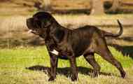 Neapolitan mastiff - heavyweight s filozofom