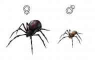 Spider čierna vdova