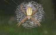 Spider cyclosa mulmeinnsis