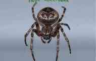 Spider cross: všeobecné charakteristiky, typy crusader