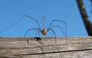 Senokosets spider: popis pavúka s dlhými nohami