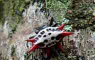 Spider alebo spider