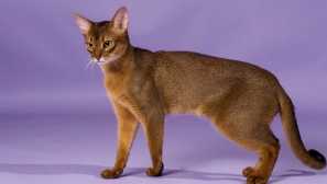 10 Najkrajších plemien mačiek