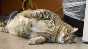 7 Hrubších mačiek na svete