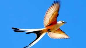 8 Dôvodov, prečo zvieratá potrebujú chvost