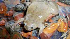 Africké hladké brežové žaby