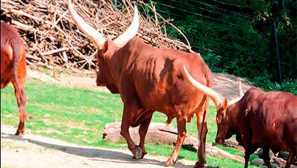 Африканская корова ватусси | Svet zvierat a rastlín