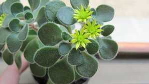 Aichrizon: starostlivosť, kultivácia, reprodukcia, popis, fotografia, video, zalievanie