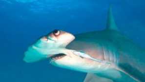 Žralok kladivohlavý