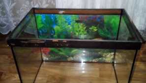 Aquarium 40 litrov: popis, osvetlenie, kompresor, fotografia, video.