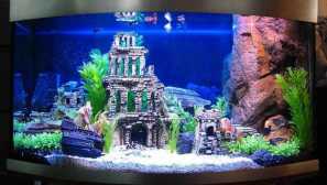 Akvárium - kyslík vo vode