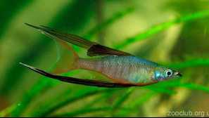 Akvárium rýb iriaterina werner