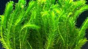 EDDAY CANADIAN: optimálne rastúce podmienky, výsadbu a fotografie rastlín