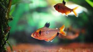 Kaviár na rozptyl akváriu.