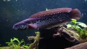 Akvárium zmeegolovovho chovu obsahu kompatibilitu s fotoaparátom.