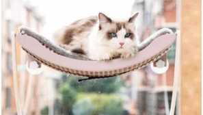 Aliexpress pre mačky: vyberte si hojdaciu sieť