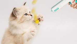 Aliexpress pre zvieratá: interaktívne mačky pre mačky