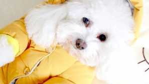 Aliexpress pre zvieratá: vyberte bundu pre psa