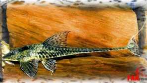 Amapaloricaria obsah reprodukcia kŕmenie kompatibility.