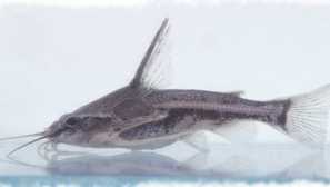 Hankok amblyidora alebo minker somik - akváriové ryby.