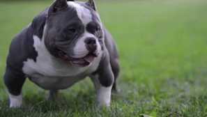 American boolly: príroda a pôvod plemena