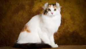 American caterle, charakteristiky a popis