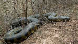 Anaconda
