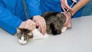 Antibiotiká pre mačky: zoznam, injekcie, s infekciou, v tabletách