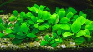 Anubias: obsah, popis, fotografia, reprodukcia, typy