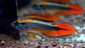 Apistorogram aglassian content chovná kompatibilita.