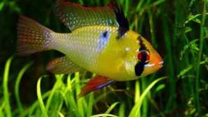 Apistogram bolívsky motýľ