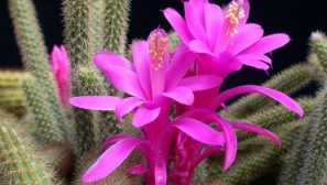 Aporoccoctus pleteid