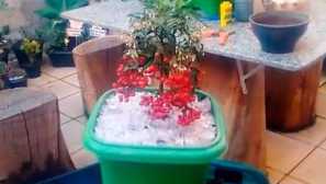 Ardisiizizy Gorody | Svet zvierat a rastlín