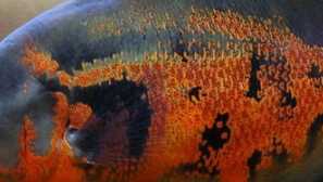 Astronotus: Popis, Kŕmenie, obsah, Chov, Foto, video