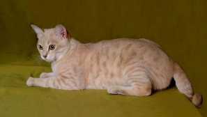 Austrálska hmla - mačka z krajiny kangaroo