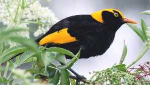 Austrálsky golden shalathnik