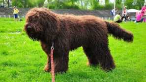 Barbet: história pôvodu a charakter psov