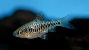 Barbus oligolepp alebo ostrov usach (barbus oligolepis, puntius oligolepis)