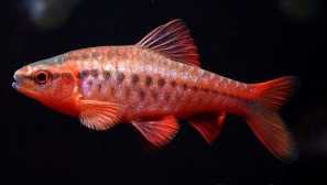 Barbus Cherry: Obsah, Chov, Kompatibilita, Kŕmenie, Foto, Popis