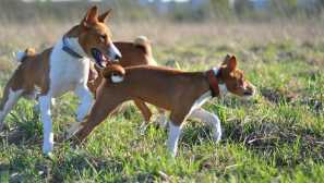 Basenji