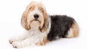 Basset griffon (malý) - mesat francúzsky s tvrdohlavým charakterom