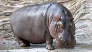 Hippopotamus (hippo)