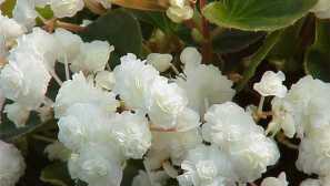 Begonia: popis, fotografia, video, reprodukcia, obsah, starostlivosť, zalievanie