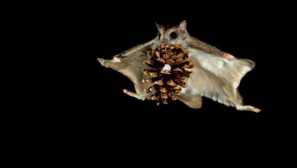 Squirrel-flying: neobvyklé lietanie zvierat