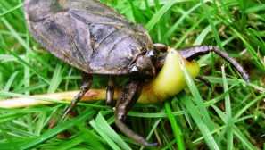 Obrie voda zabíjajú blesom: Ako to vyzerá, fotografie uhryznutia, ako nebezpečné pre človeka, ktorý žije