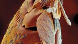 Fla: budova, typy, črty výživy a chovu, spôsoby, ako ich bojovať