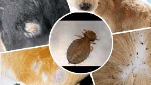 Blchy morčiat popis, symptómy, liečba, prevencia